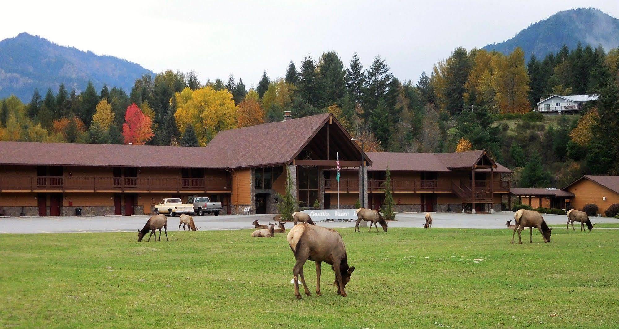 Cowlitz River Lodge Packwood Exterior foto